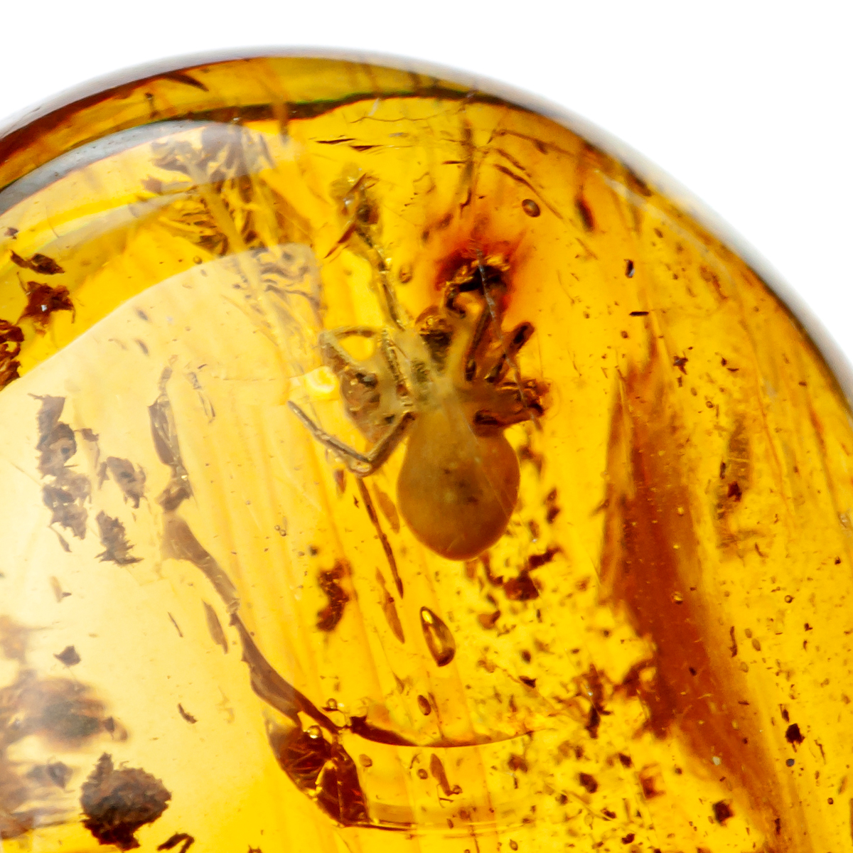 Инклюз Янтарь Инклюз Янтарь