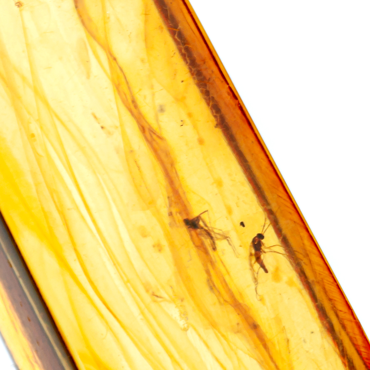 Инклюз Янтарь Инклюз Янтарь